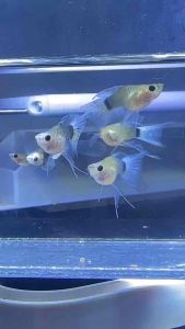 Guppy Blue Koi SB GB