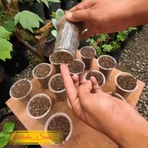 [Virladia Seeds] Biji Benih tanaman Kenikir lalap