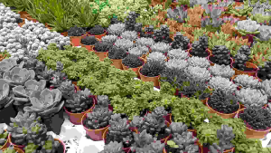 Anak pokok Cactus mini murah 3pokok rm10 Item random