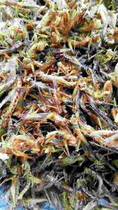 CEMILAN ENAK WALANG/BELALANG GORENG 210 GRAM