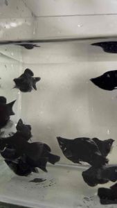 Full Black Ballon Molly /Molly Ballon hitam penuh /Livefish/ Freshwater 全黑波子