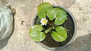 tanaman hias  air bunga teratai putih cantik