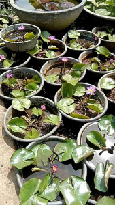 Tanaman Hias Air Bunga Teratai Ungu Cantik