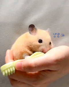 DENTQL CHEW STICK GIGITAN HAMSTER - SUGARGLIDER《PICTURE#3》