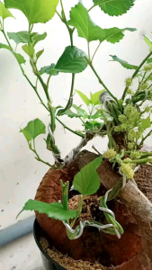 Bibit Murbei Berbuah | Mulbery Berbuah Murah