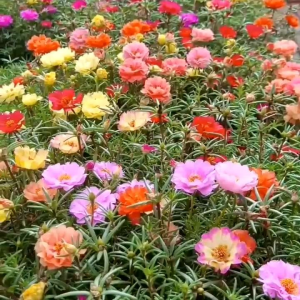 100 BUTIR BIJI/BENIH  BUNGA MOSSROSE/PORTULACA ROSE DOUBLE MIX