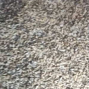 Jual Benih Padi Beras Merah Husus Darat