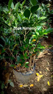 Bibit Kimeng Paket Hemat uk +-40 cm 10 pohon Free 2pohon