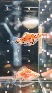 Calico Balloon Roundtail Molly Fish Freshwater Decorative Fish