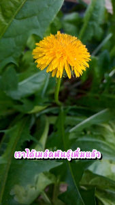 แดนดิไลอ้อน Dandelion ดอกฟันสิงห์โต เมล็ดพันธุ์ 300 เมล็ด หรือ 5 ดอก