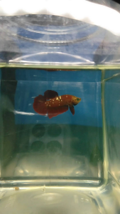 (Same as photo) RGG HUK SIZE M Betta fish Ikan Laga