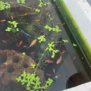 Thức ăn cho cá 7 màu bình tích beta cá hạt lựu cá thích ăn dễ tiêu hóa (100 gam)