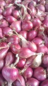 Sayuran Dan Bibit Bawang Merah Brebes Jawa Tengah.