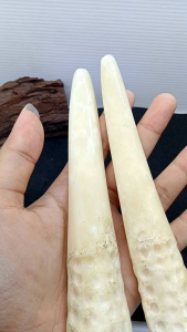 Padutan Once Tulang Sapi Motif Taring F53