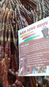 Nấm Linh chi Sừng Hươu Tây Bắc thu hái rừng phơi khô tự nhiên. Thảo dược nấm linh chi sừng hươu linh chi đỏ lim xanh - đặc sản tây bắc 333