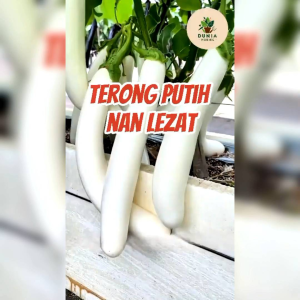 BIJI BENIH TANAMAN TERONG PUTIH PULUS F1