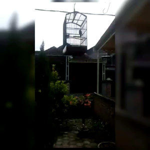 CRYSTAL ROPEL - Vitamin Burung TRUCUKAN & CUCAK ROWO 15 ML