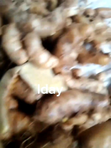 Temu Putih Asli & Bonus: Obat Herbal Tradisional