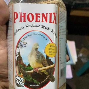 PAKAN BURUNG PERKUTUT PHOENIX PERKUTUT GOLD sehat semakin gacor