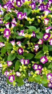 Tanaman Hias Bunga Torenia Mata Kucing
