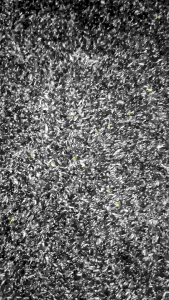 Biji Niger  Niger Seed  Kemasan 250 gr Pakan Burung Siskin Campuran Pakan Burung kenari dll