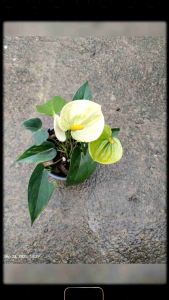 Anthurium Vanilla (Rare Anthurium) Ideal for indoor