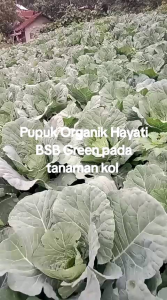 Pupuk organik biohayati BSB Green 1 box ( 12 bks )