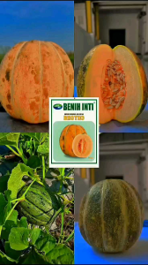 Benih Blewah BROTHO Bibit Unggul dari Benih Inti