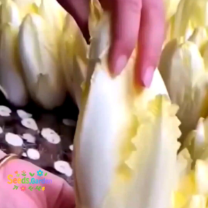 40 BUTIR BIJI/BENIH  TANAMAN BELGIAN ENDIVE WITLOOF