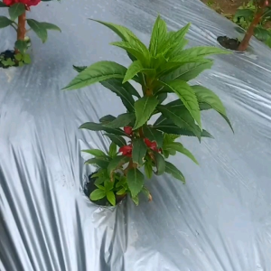 Kemasan Premium Biji & Benih Bunga Pacar Air Mix Warna