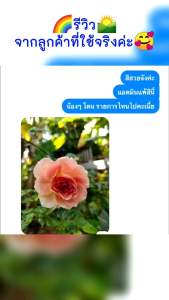 ปุ๋ยสารเสริมกรกตยอดยืดเร็วและสมบูรณ์ - ขนาดใบใหญ่ ไม่เกิดอาการใบบิดงอ