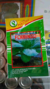 BENIH FLAMINGO SAWI SENDOK HIBRIDA F1 PAKCOY PERTIWI // FLAMINGGO