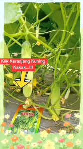 BIBIT BENIH TIMUN TAHAN VIRUS BESTIE F1 ISI 20 GRAM AURA SEED Setara SEMI Bintang Asia