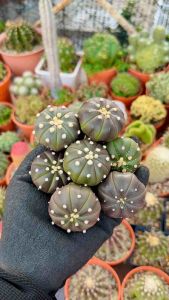 Astrophytum Asteria cv Purple Skin Seeding / 实生紫皮兜