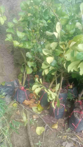 ต้นพันธุ์ส้มโอขาวแตงกวา 1 ต้นสูง 60-80 ซม.