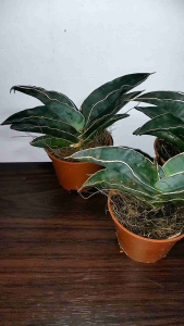 Sansevieria Blue Robusta