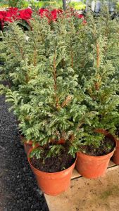 สนหิมะ (Snow Bush Pine) หรือชื่อวิทยาศาสตร์คือ Chamaecyparis pisifera Snow