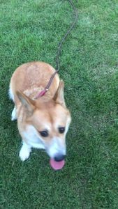 ปลอกคอน้องหมา เชือกใหญ่ 8 มิล สไตล์มินิมอล ใช้งานง่าย ทนทาน ราคา 50-100 บาท