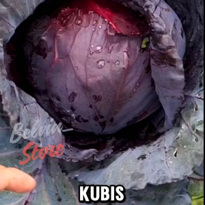 (-+300 butir) Benih sayuran kubis ungu | purple cabbage [kemasan pabrik]