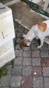 Xam Dog Ideal Premium Dog Food 18Kg(Probiotic Additive) Milk Flavor/Makanan Anjing Berperisa Susu Dengan Tambahan Probiotic