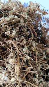 1kg Cây Nở Ngày Đất - phơi khô