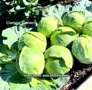 30 BUTIR BIJI | BENIH TANAMAN KOL KUBIS HIJAU