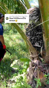 SABIT PISANG ORANG ASLI ORIGINAL MALAYSIA