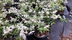 ต้นโมกด่าง โมกด่าง ต้นโมกด่างแคระ และ ต้นโมกแคระ ที่มีเมื่อเชื่อมโยงของเครื่องคอมพิวเตอร์ และบ้าน ไม้พูดคุย มากมาย สุดให้สนุกกับคุณ