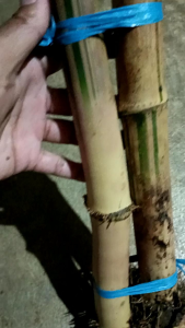 Bibit Haur Kuning Ukuran Sedang 2 Bibit