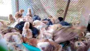 Dark Mahogany Rhode Island red fertile eggs