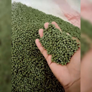 600 BUTIR BIJI/BENIH KACANG HIJAU AUSTRALIA PREMIUM LARGE  MUGBEANS