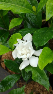 Gardenia / 栀子花 / Bunga Kaca Piring / गार्डेनिया – Gardenia Jasminoides Singapore – Fragrant Bloom Easy Care Air Purifying Evergreen Leaves Elegant Flower – LIVE PLANT