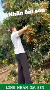 Long Nhãn ôm sen Hưng Yên loại đặc biệt  túi  500g (MÃ115)