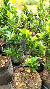 Ficus Floridana